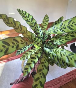 💚🌷Calathea Rattlesnake Plant 🪴 