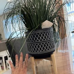 Fake Plant - Pot
