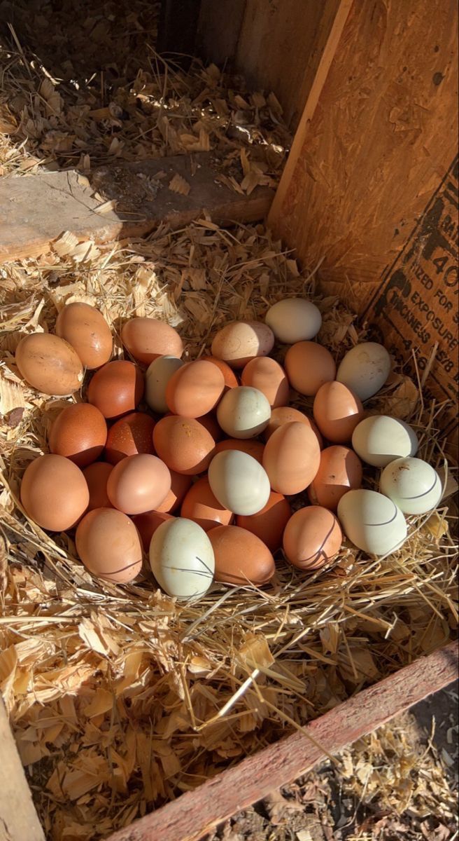 Fresh Farm Eggs