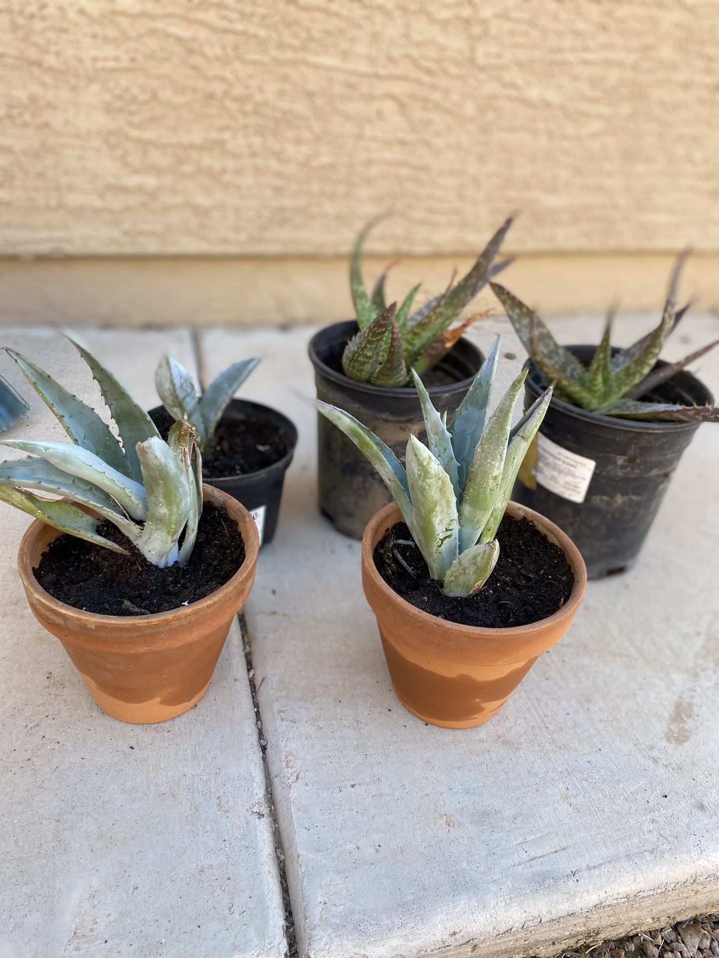 Plants