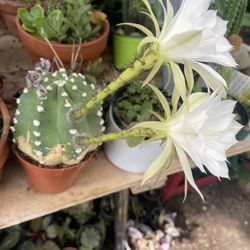 Domino. Cactus Plant 