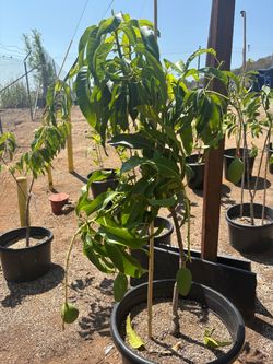 Carrie mango tree for sale