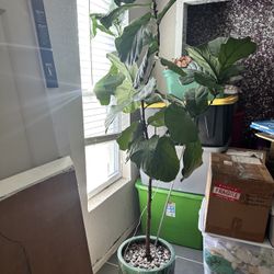 Fiddle Leaf Fig 5.5ft Tall Healthy
