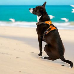 No Pull Reflective Dog Harness, Orange Large 