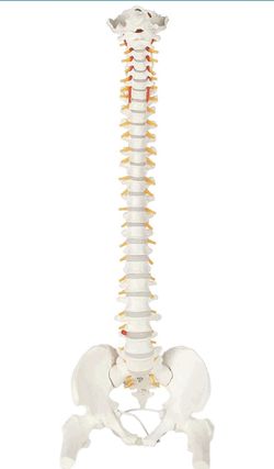 Spine display 35” tall