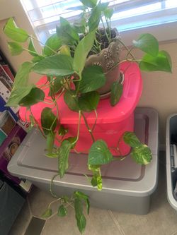 Pothos Plant in Decorative Pot
