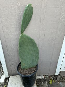 Edible Cactus ( Nopal) Plant In 5 gl