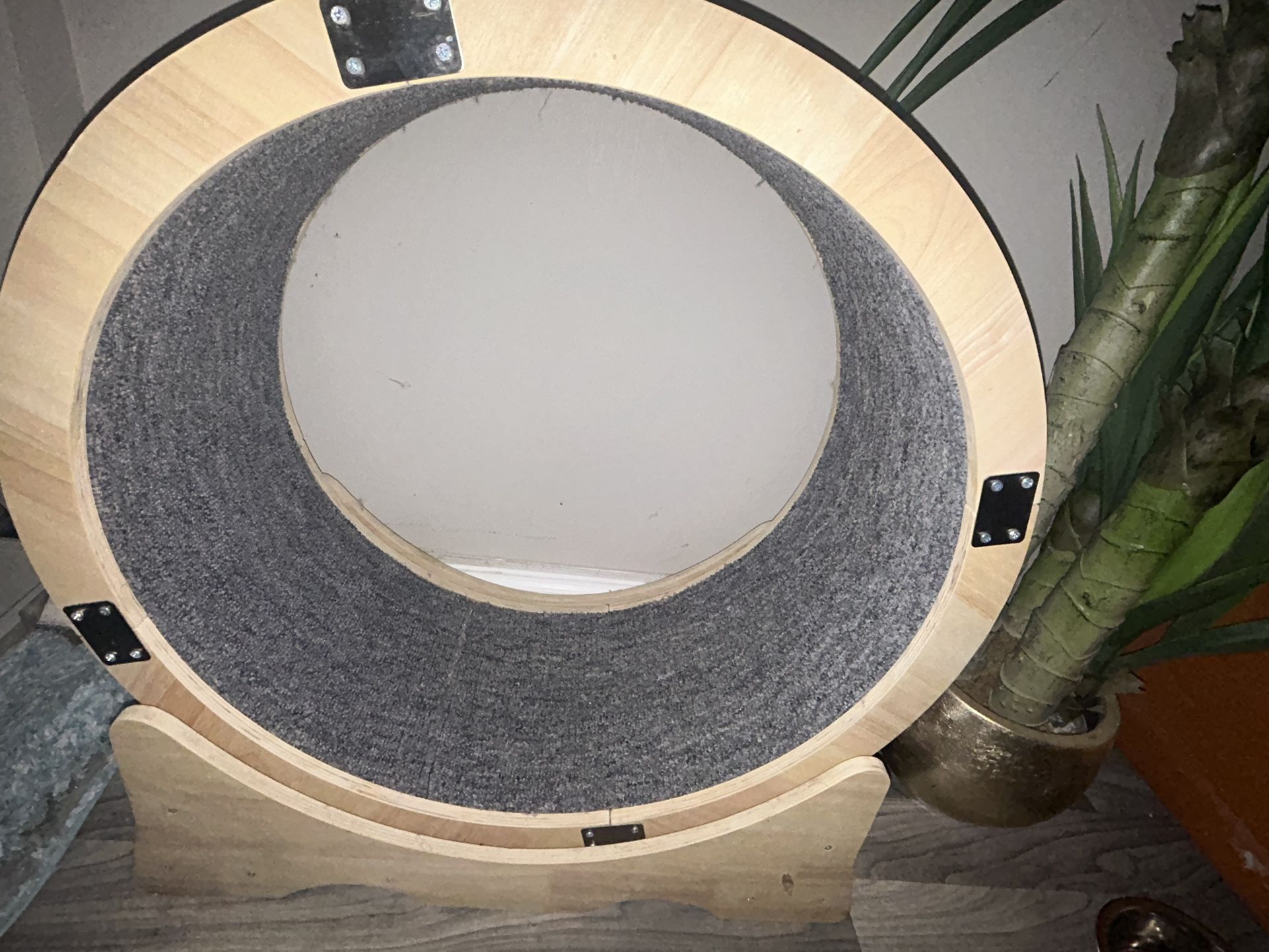 Kitten Exercise Wheel