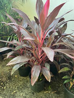 Cordyline in 3 gls pot. SPECIAL PRICE 🤩