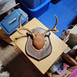 5 Point Deer Antler Mount