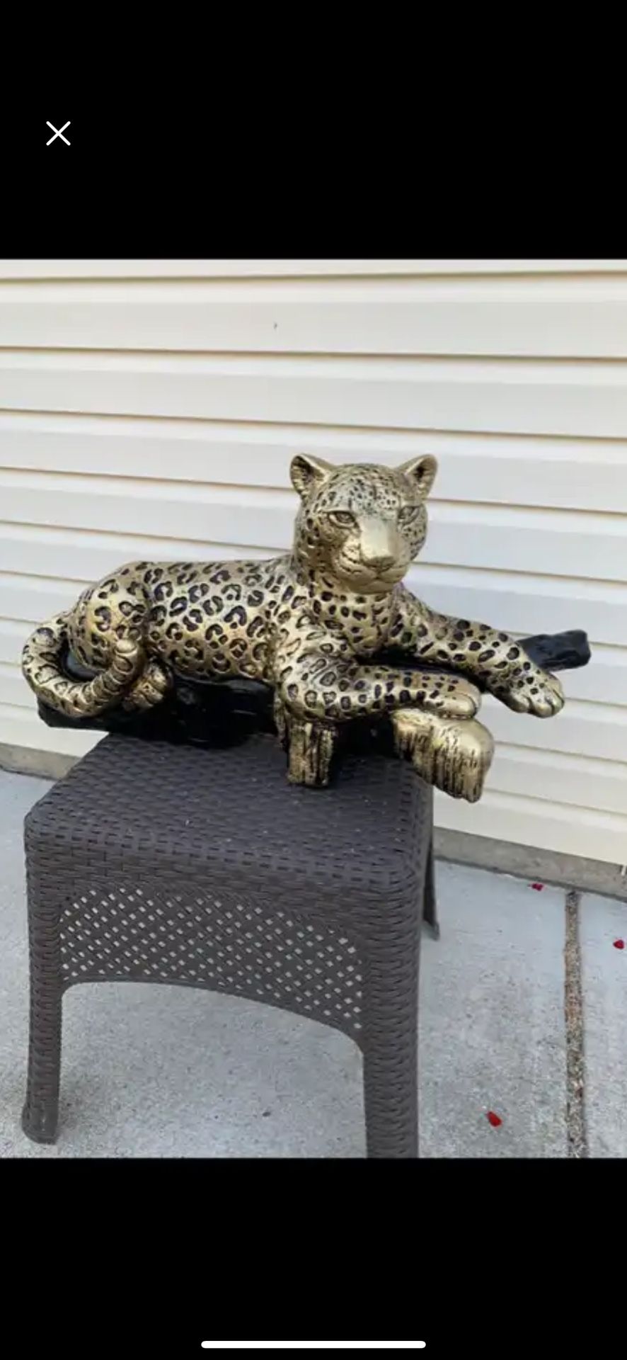 The golden leopard on the log