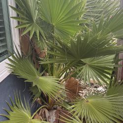 Free Palm Trees 