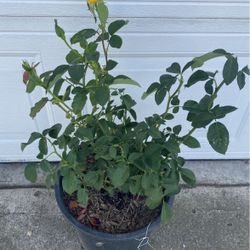 Gold Medal Rose Bush Plant, In 5 Gallóns Pot Pick Up Only