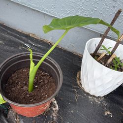 Alocasia 