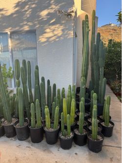 San Pedro cactus