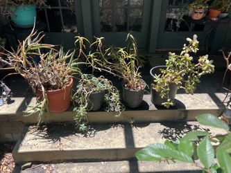 Plants