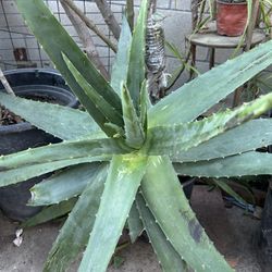 Aloe Vera Savila Penca Gruesa
