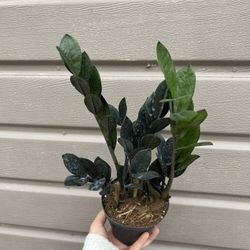 5” Black Raven Zz Plant