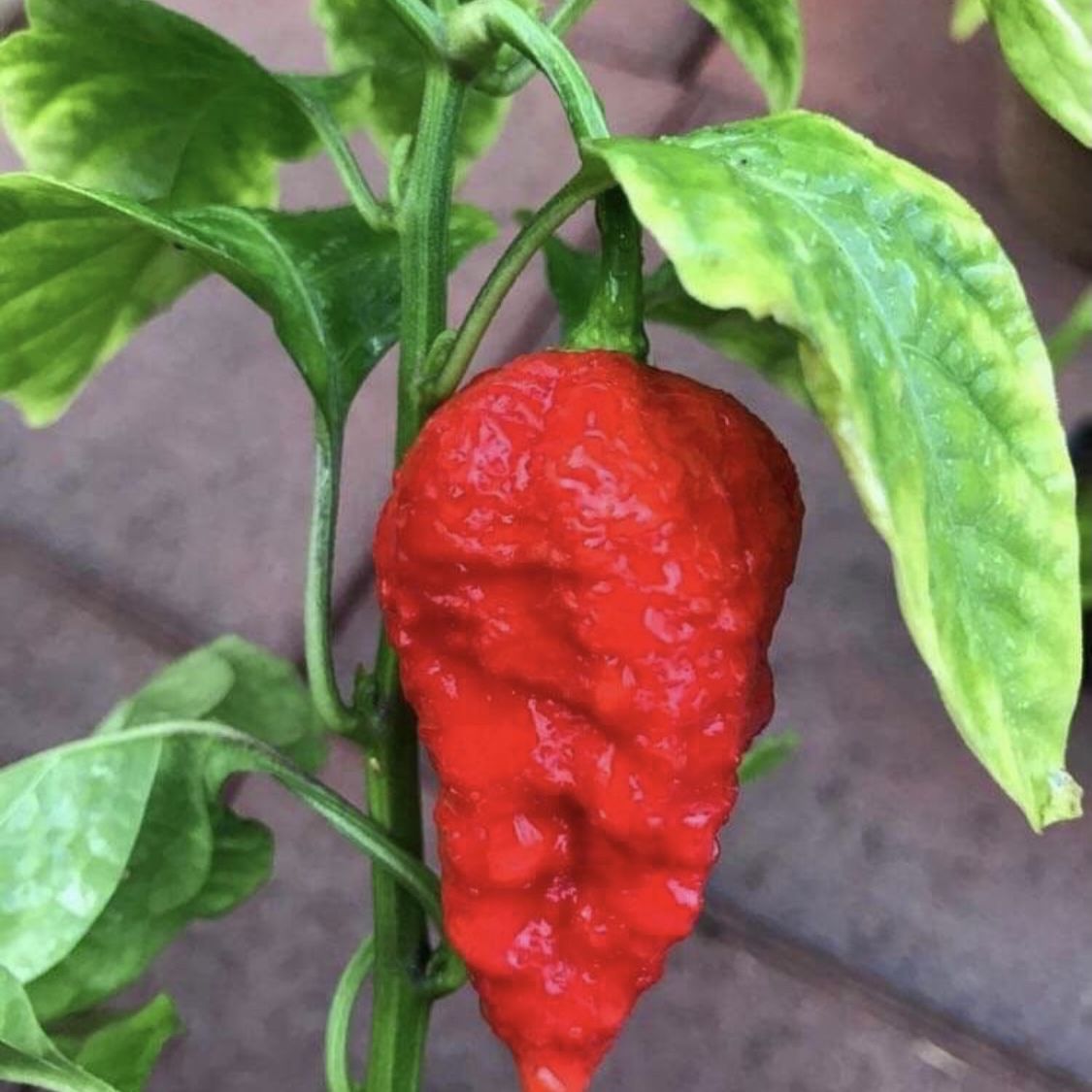 Dragon S Breath Peppers Hotter Than Carolina Reapers Extra Extra Hot For Sale In Monterey Park Ca Offerup
