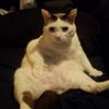 Freddie