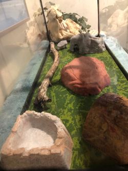 Leopard Gecko Care Kit with two extras
