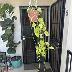 House Plant