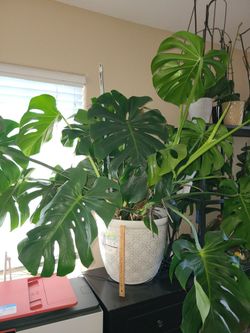 Monstera