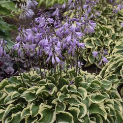2 Variegated Hosta Plants- Purple Fragrant Flower in pot