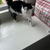Meeka