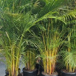 Beautiful Arecas Palms For Inmediate Privacy!!! 6 Feet Tall!! Fertilized 