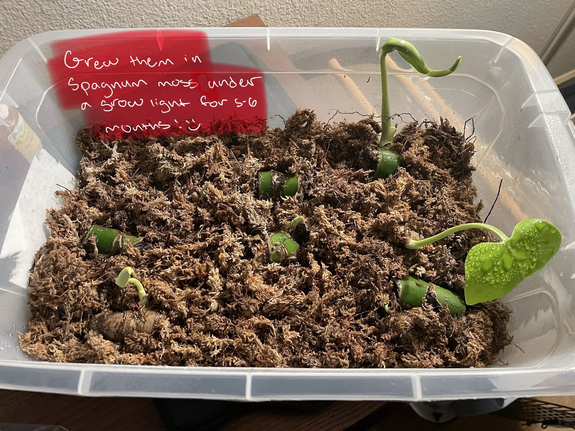 Variety Of Monstera Deliciosa Plants (homegrown)