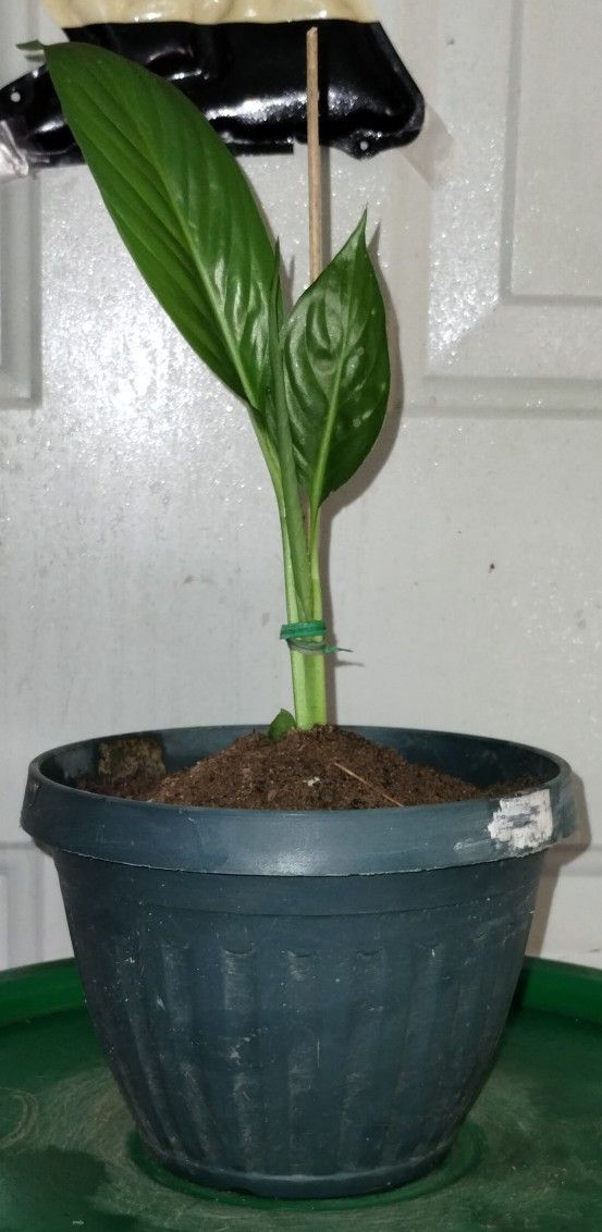Peace Lily Plant