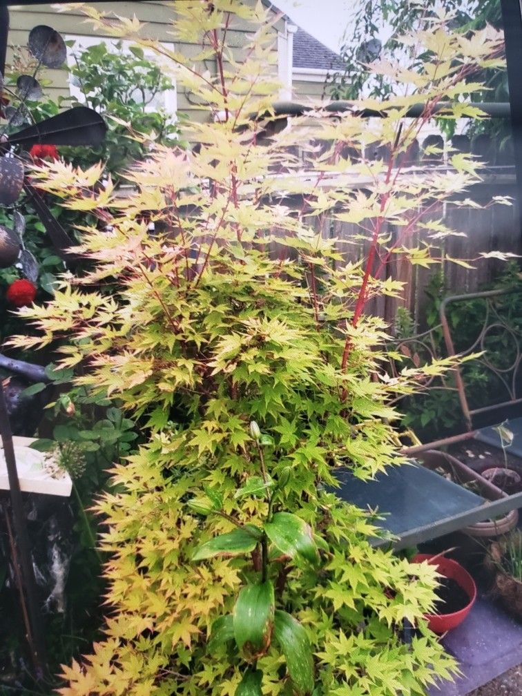 Beautiful Coral Bark Maple 🍁 