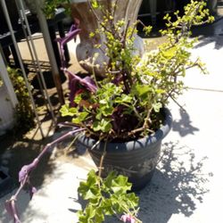 Outside Plant In A POT $25