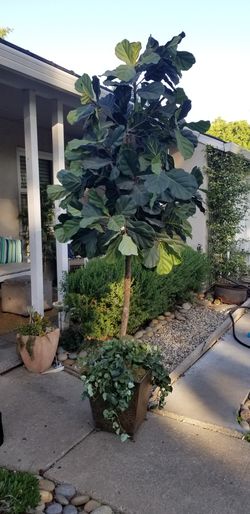 9ft fiddle leaf faux tree