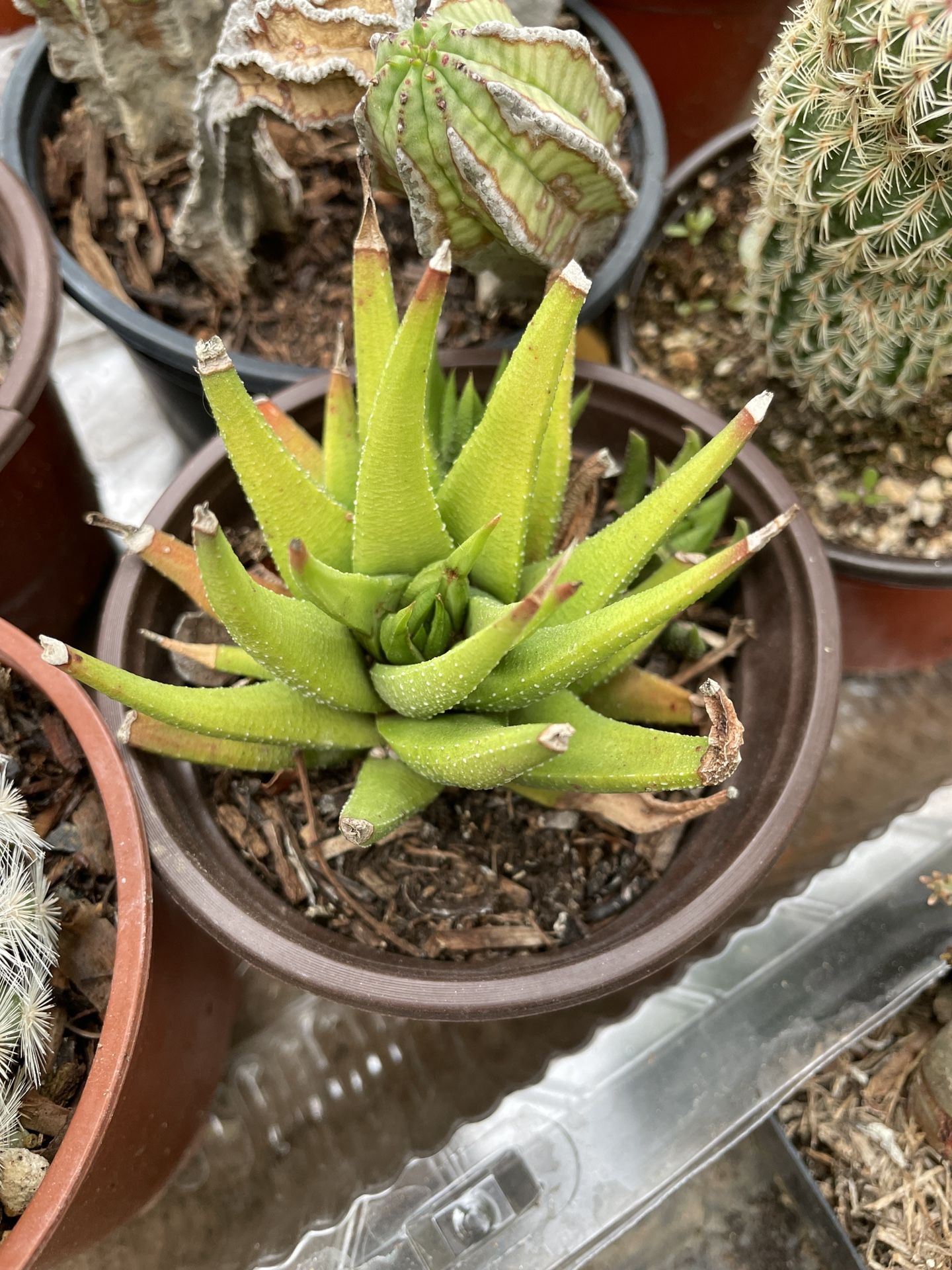 4in Aloe Succulent 