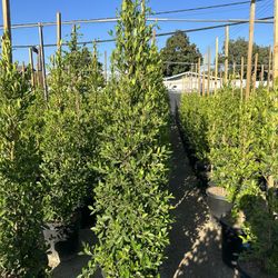 Ficus Nitida Privacy Hedge
