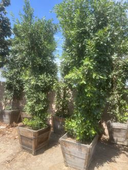 24/25 Gal Ficus