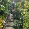 Darties Plants
