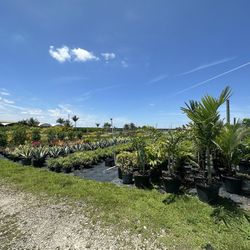 Land Redland Clusias 