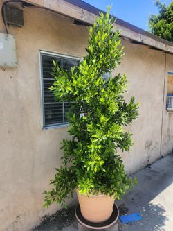 Box Ficus 5 Of Them