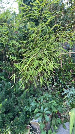 Japanese bamboo