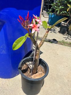 Plumeria tree