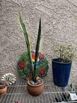 Snake Plant Terracotta Pot Vintage Seasoned Included  Well Rooted
