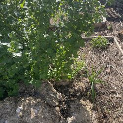 Gooseberry Plants Black Velvet, Poorman And JeanneVarieties Available 