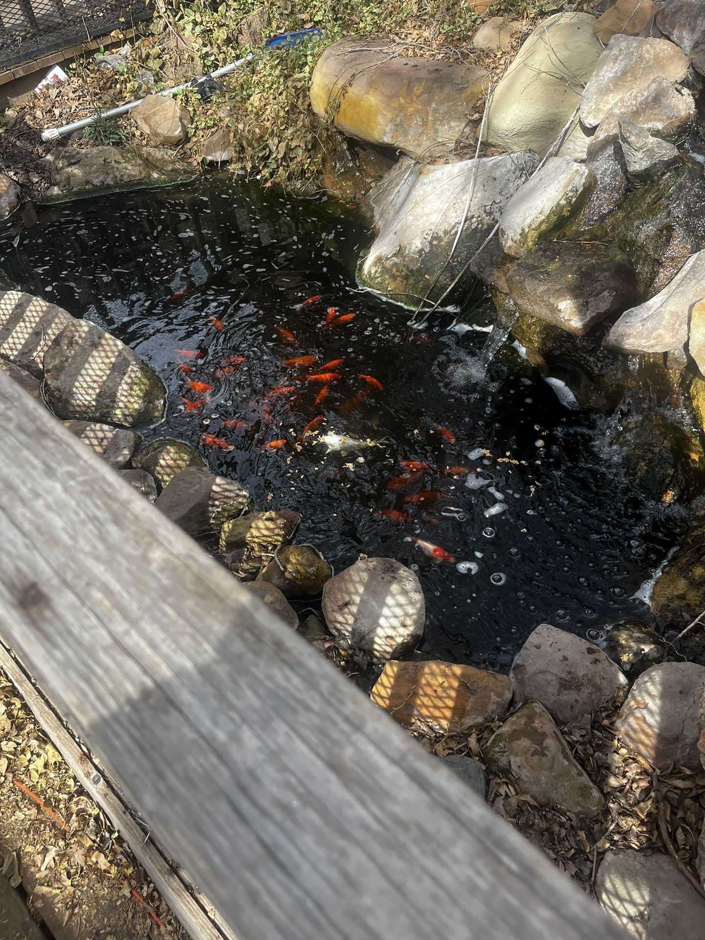 Goldfish And Koi