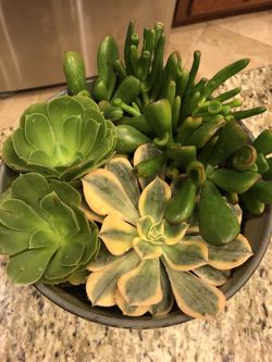 Succulents