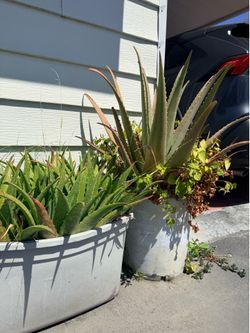 Free plants