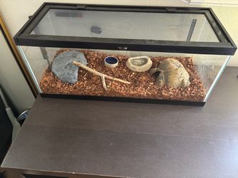Glass Reptile Terrarium with Accessories