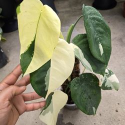 Variegated Syngonium Chiapense 